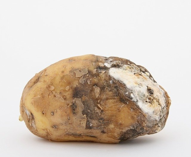 Can Rotten Potatoes Kill You?